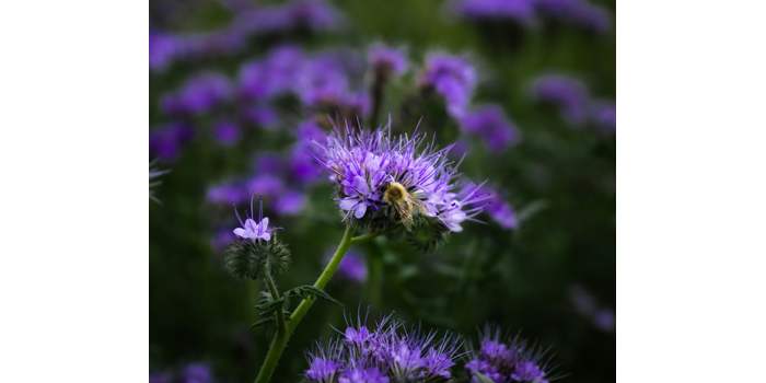 Jardin - Améliorer la santé et la fertilité du sol