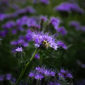 Garden group - Improve health and fertility of soil