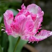 Garden group - Bulb planting for Spring