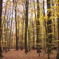 Marche dans le bois de Louveciennes