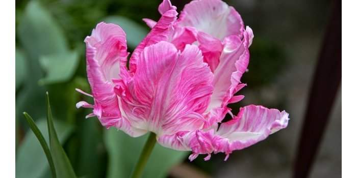 Jardin - Plantation de bulbes pour le printemps