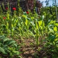 Groupe Jardin - Cultiver des légumes