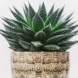 Groupe Jardin - Culture de plantes succulentes et de cactus